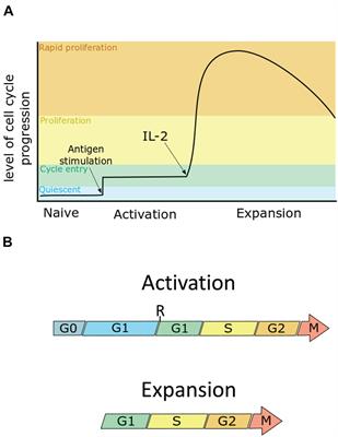 Cell Cycle Entry Control in Naïve and Memory CD8+ T Cells